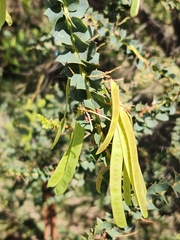 Acacia pravissima