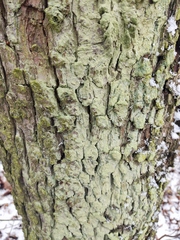 Lecanora thysanophora