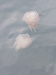 Catostylus tagi