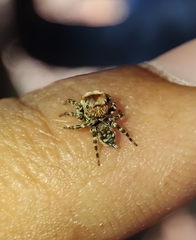 Tamigalesus