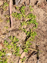 Centipeda elatinoides