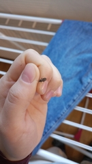 Arocatus melanocephalus