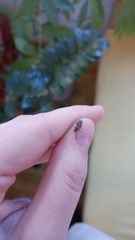 Arocatus melanocephalus