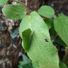 Graphium agamemnon
