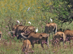 Tragelaphus oryx oryx