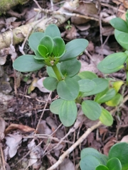 Peperomia portulacoides