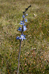 Thelymitra aristata