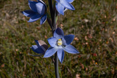 Thelymitra aristata