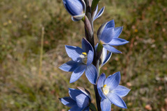 Thelymitra aristata