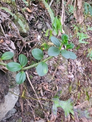 Peperomia portulacoides