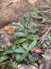 Helicteres angustifolia