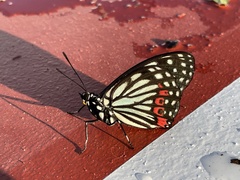 Hestina assimilis formosana