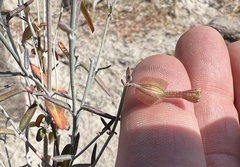 Acleisanthes angustifolia