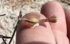 Acleisanthes angustifolia