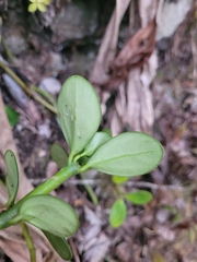 Peperomia portulacoides