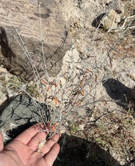 Acleisanthes angustifolia