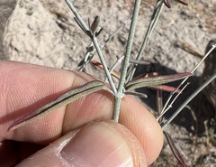 Acleisanthes angustifolia