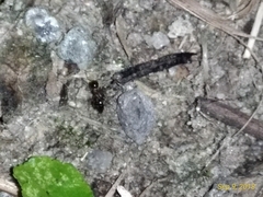 Crematogaster ashmeadi