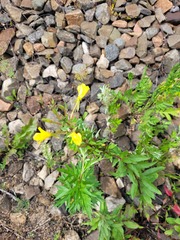 Oenothera