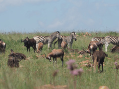 Connochaetes gnou