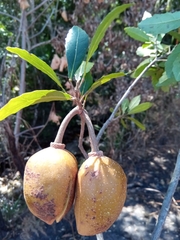Sloanea rhodantha
