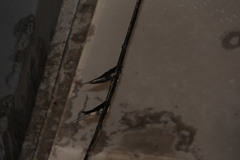 Hirundo rustica rustica