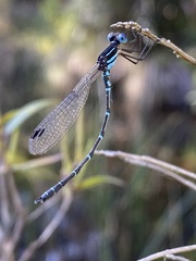 Austrolestes psyche