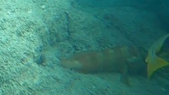 Epinephelus fasciatus