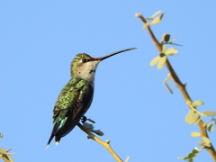 Heliomaster furcifer