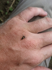 Bactrocera frauenfeldi