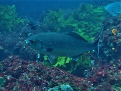 Kyphosus cornelii