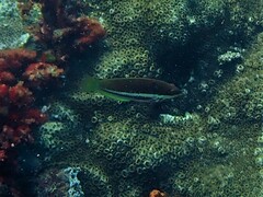 Pseudolabrus biserialis