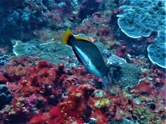 Pseudolabrus biserialis