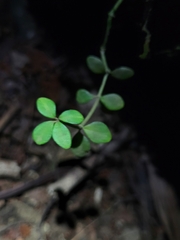 Peperomia tetraphylla