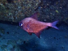 Pempheris multiradiata