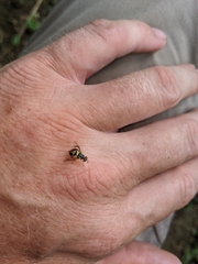 Bactrocera frauenfeldi