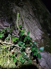 Peperomia tetraphylla