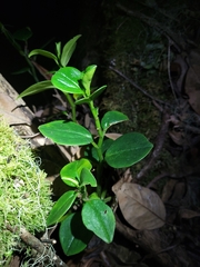 Peperomia borbonensis