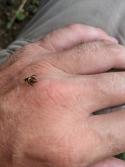 Bactrocera frauenfeldi