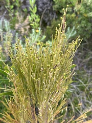 Santalaceae