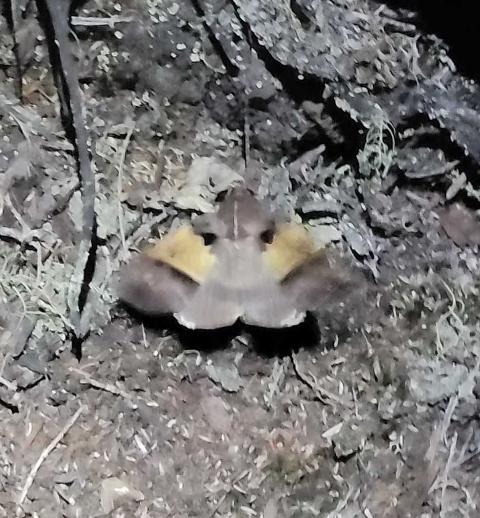 Serrodes trispila