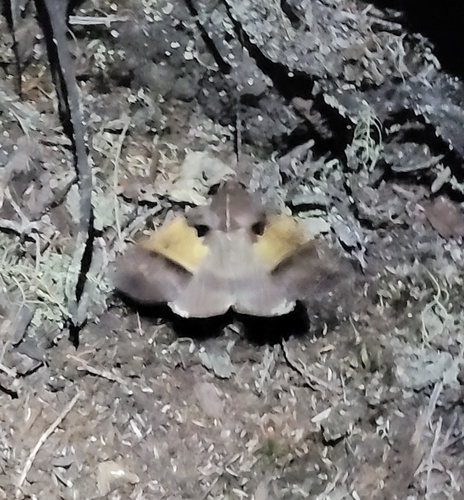 Serrodes trispila
