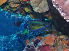 Meuschenia hippocrepis