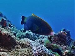 Anampses geographicus