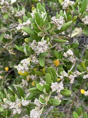 Spyridium globulosum