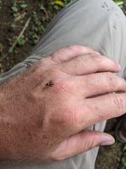 Bactrocera frauenfeldi