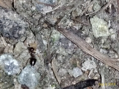 Crematogaster ashmeadi