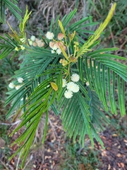 Acacia mearnsii