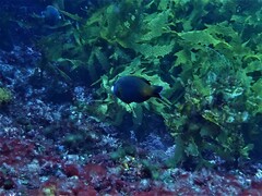 Anampses geographicus