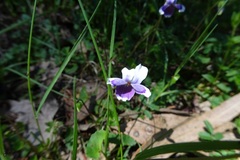 Viola eminens